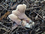 Gomphus clavatus image