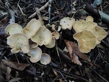 Gomphus clavatus image