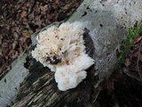 Hericium americanum image