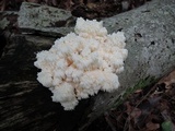 Hericium americanum image