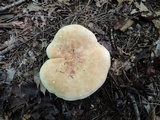 Leucopaxillus tricolor image