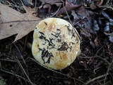 Leucopaxillus tricolor image