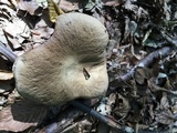 Leccinum pseudoscabrum image