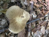 Leccinum pseudoscabrum image