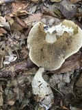 Leccinum pseudoscabrum image