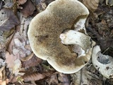 Leccinum pseudoscabrum image