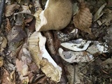 Leccinum pseudoscabrum image