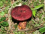 Suillus spraguei image