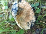 Gyroporus cyanescens image
