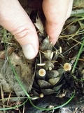 Baeospora myosura image