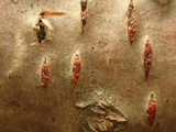 Nectria coccinea image