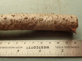 Nectria coccinea image