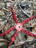 Clathrus archeri image