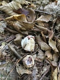 Clathrus archeri image
