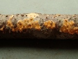 Peniophora aurantiaca image