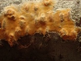 Peniophora aurantiaca image