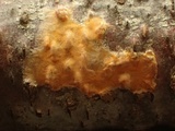 Peniophora aurantiaca image