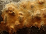 Peniophora aurantiaca image
