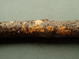 Peniophora aurantiaca image