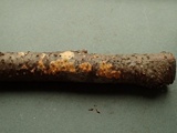 Peniophora aurantiaca image