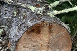 Gloeophyllum sepiarium image