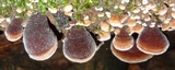 Auricularia nigricans image