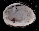 Auricularia nigricans image