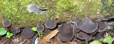 Auricularia nigricans image