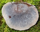 Auricularia nigricans image
