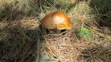 Boletus rubriceps image