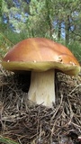 Boletus rubriceps image