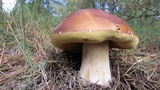 Boletus rubriceps image