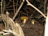 Suillus fuscotomentosus image