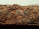 Trichoderma viride image