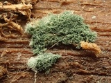 Trichoderma viride image