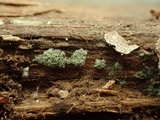 Trichoderma viride image