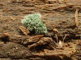 Trichoderma viride image