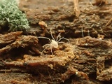 Trichoderma viride image