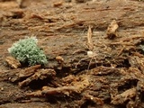 Trichoderma viride image