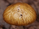 Oudemansiella rugosoceps image