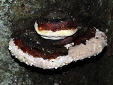 Fomitopsis mounceae image