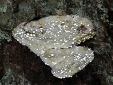 Fomitopsis mounceae image