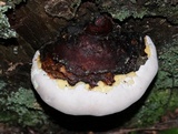 Fomitopsis mounceae image