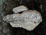 Fomitopsis mounceae image