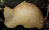 Auricularia fuscosuccinea image