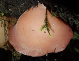 Auricularia fuscosuccinea image