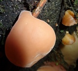 Auricularia fuscosuccinea image