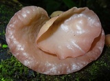 Auricularia fuscosuccinea image