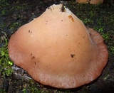 Auricularia fuscosuccinea image