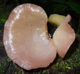 Auricularia fuscosuccinea image